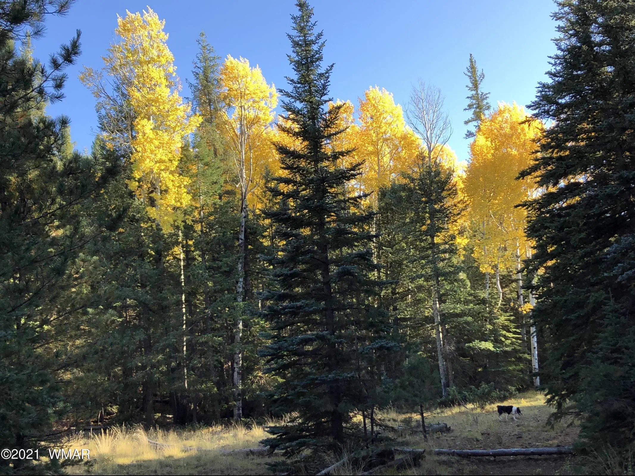 Aspen Colors