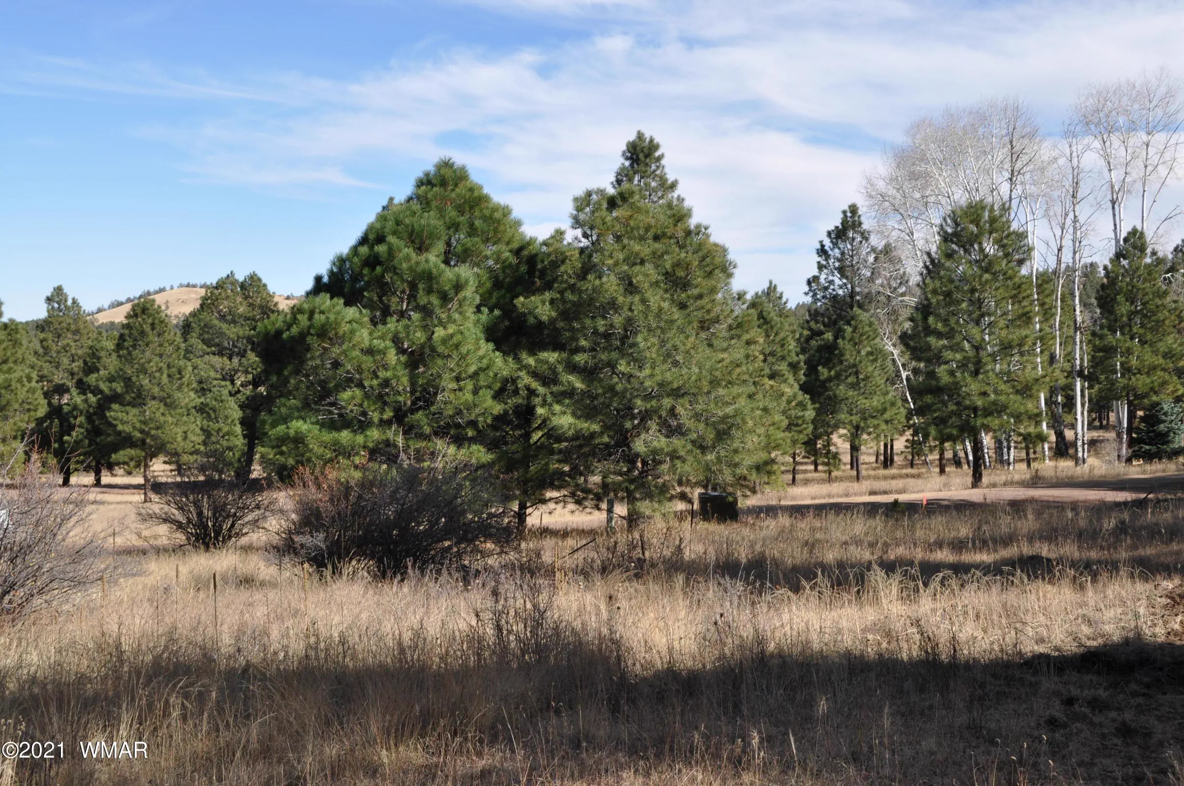 Treed Lot