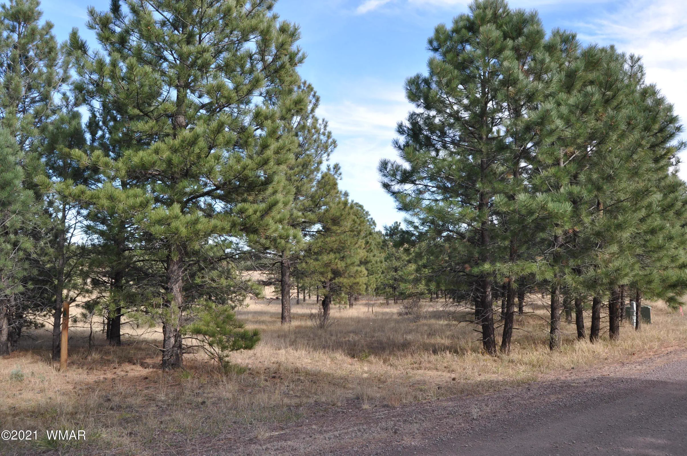 Mature Pines