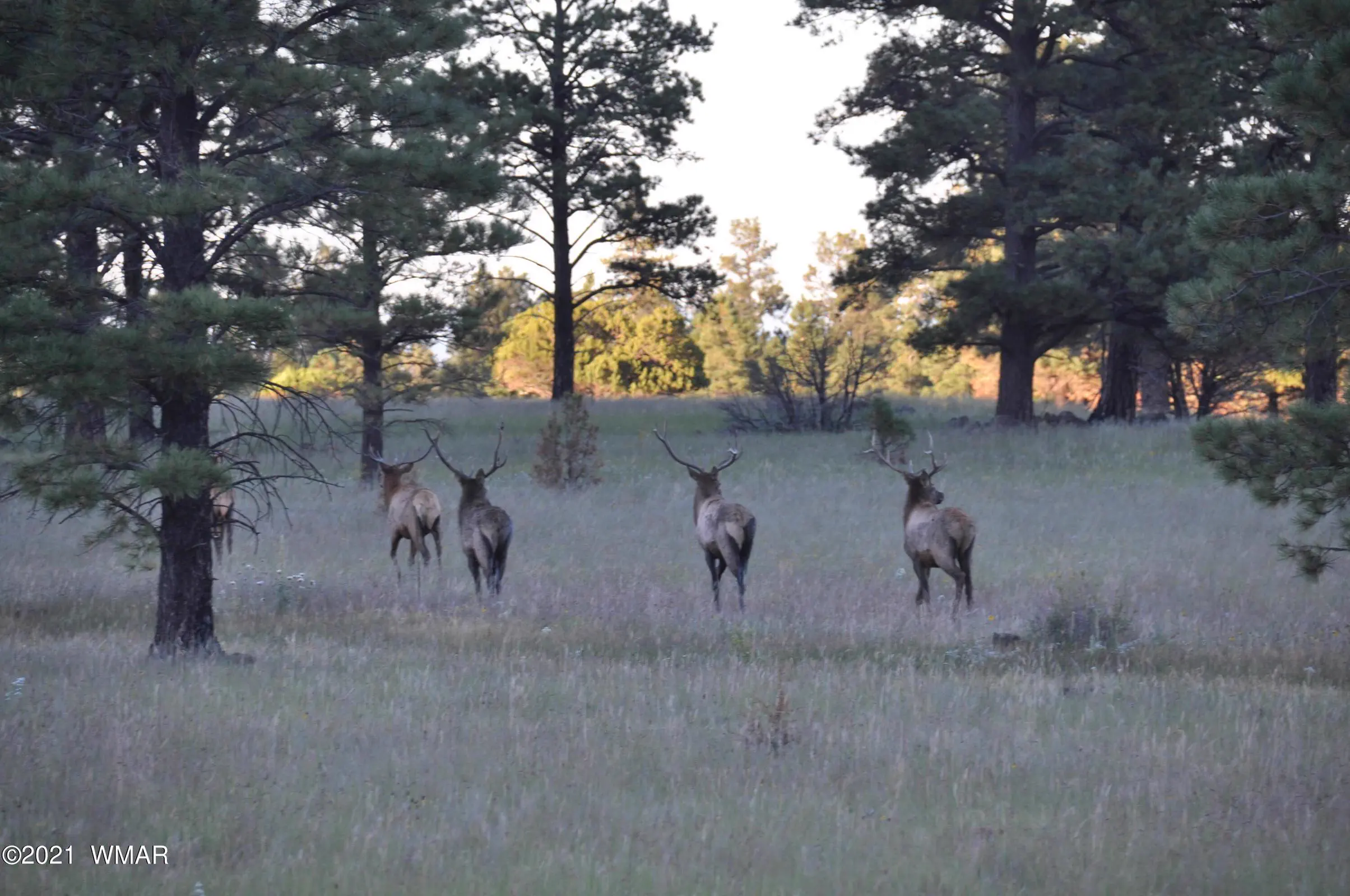 Elk