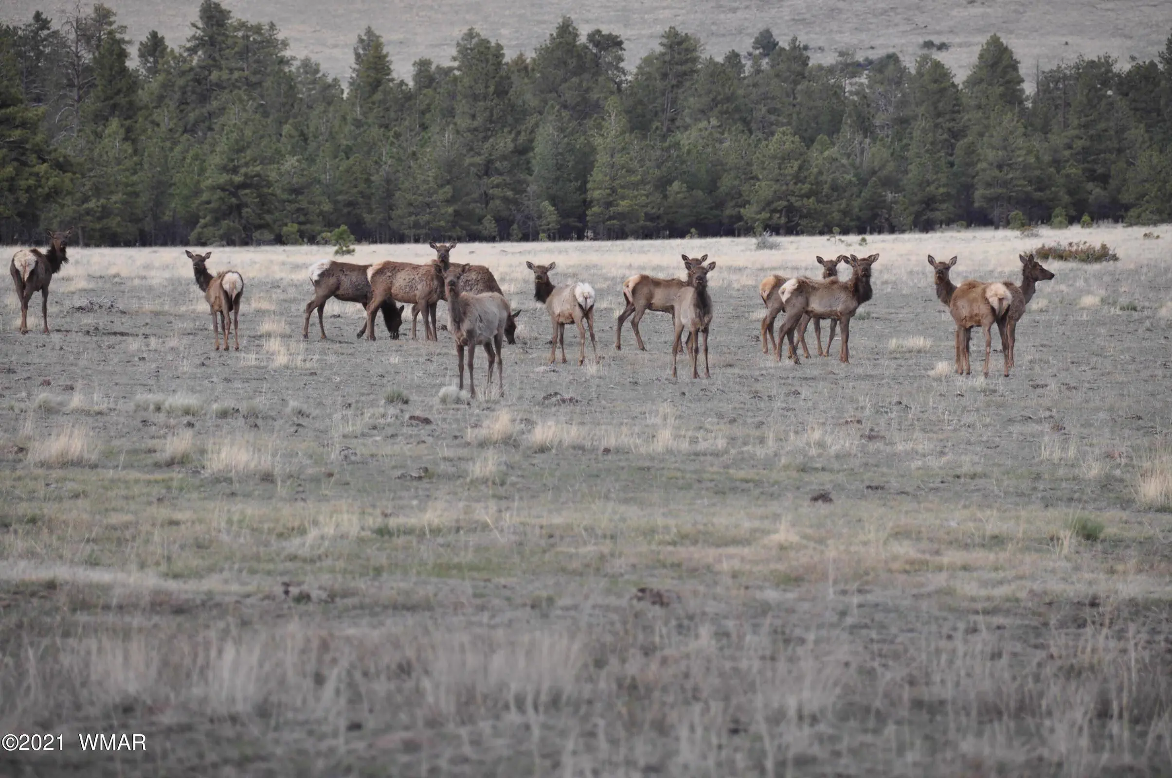 Elk Herd