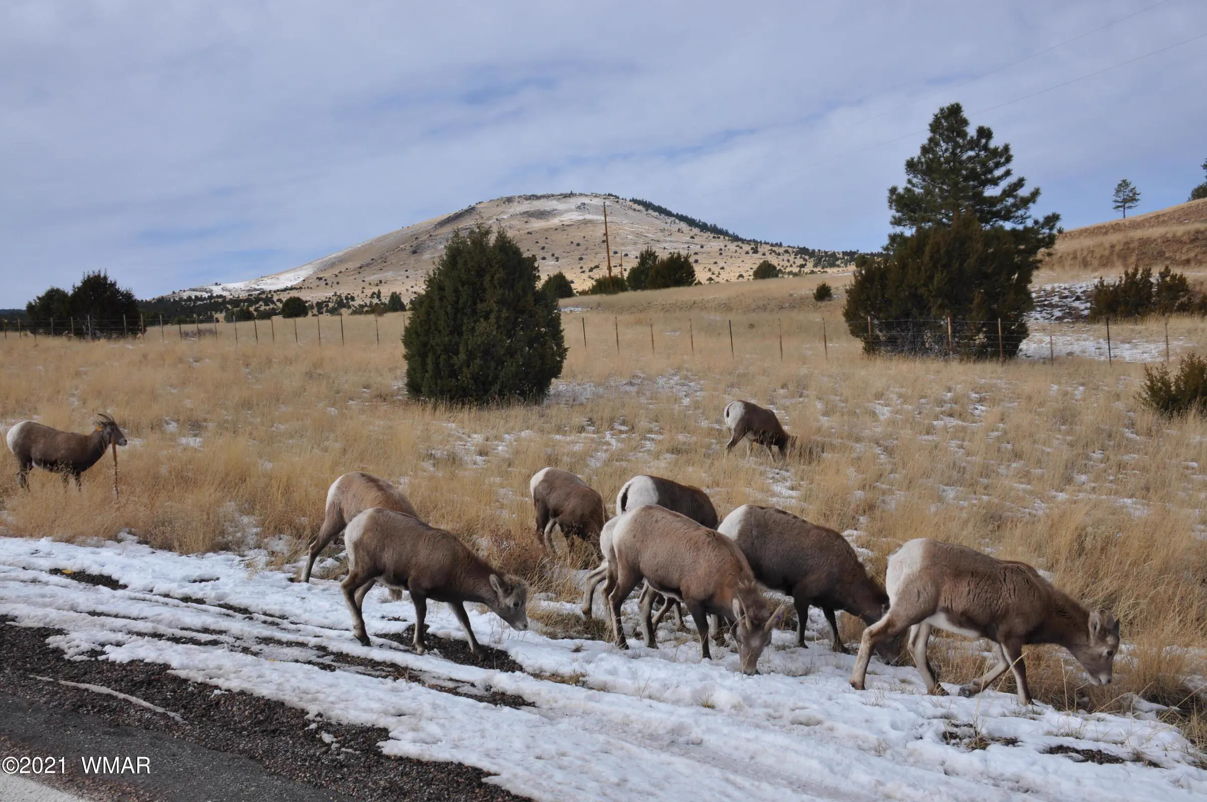 Long Horn Sheep